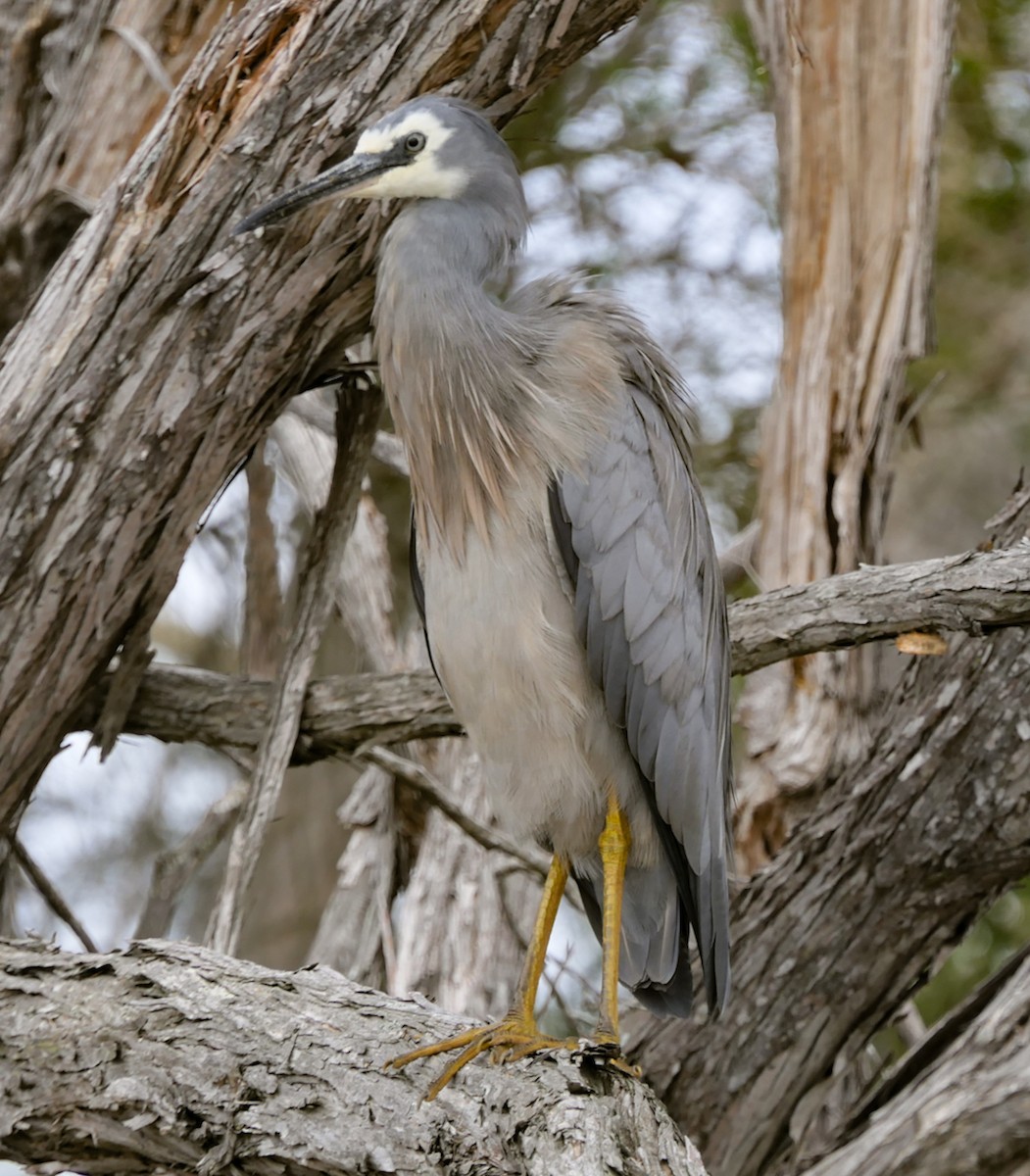 White-faced Heron - ML630991363