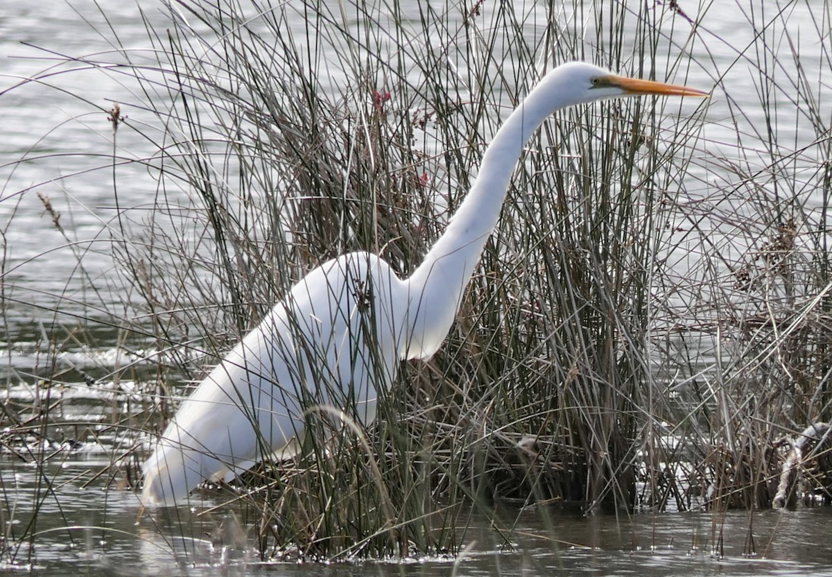 Great Egret (modesta) - ML630991369
