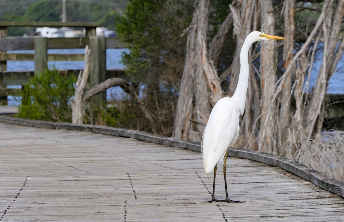 Great Egret (modesta) - ML630991375