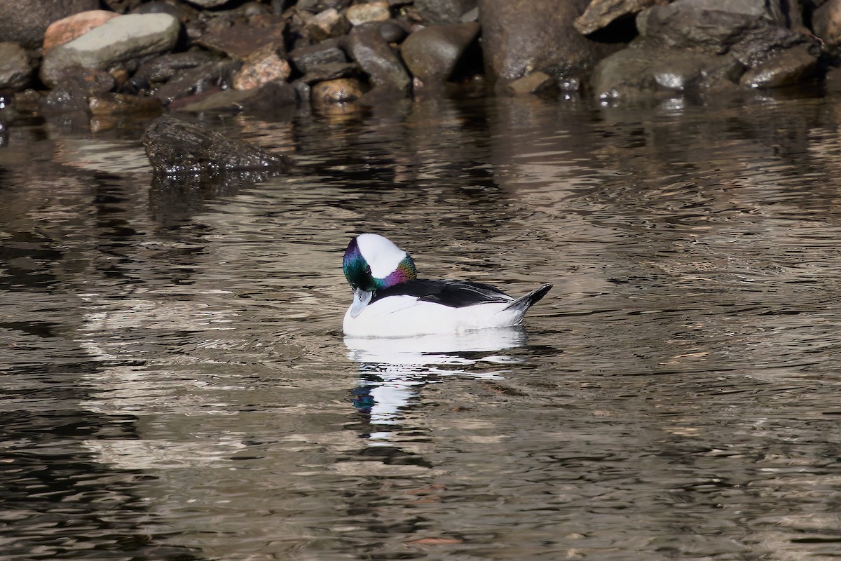 Bufflehead - ML630991553