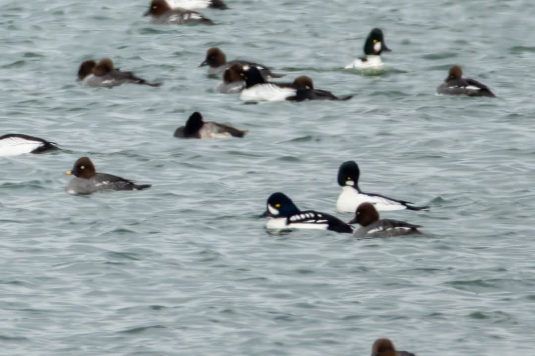 Barrow's Goldeneye - ML630991683