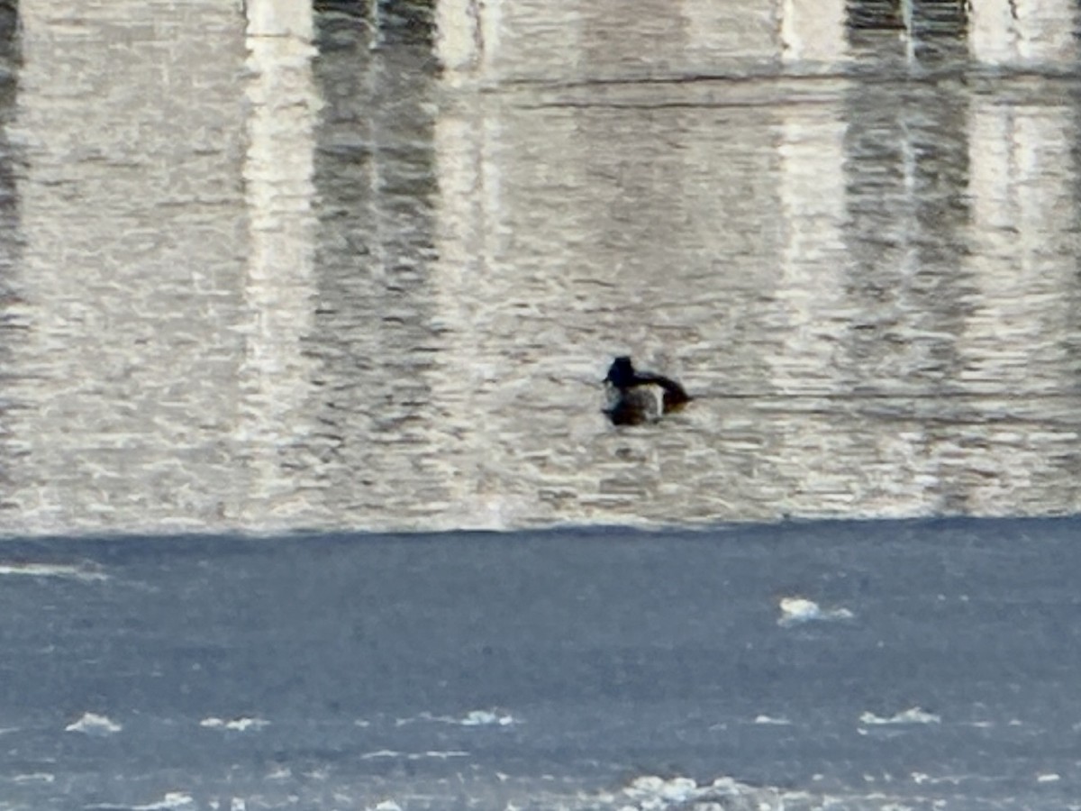 Ring-necked Duck - ML630991872