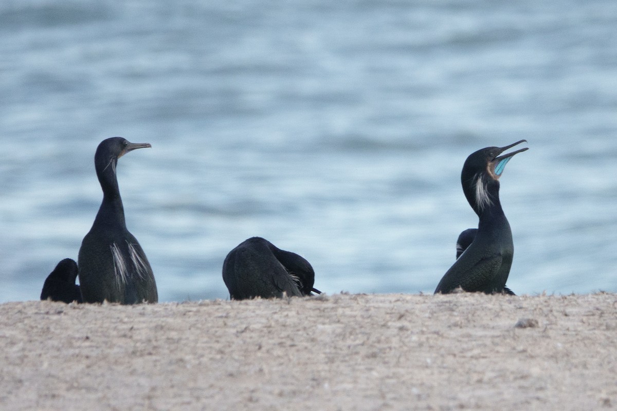 Brandt's Cormorant - ML630991949
