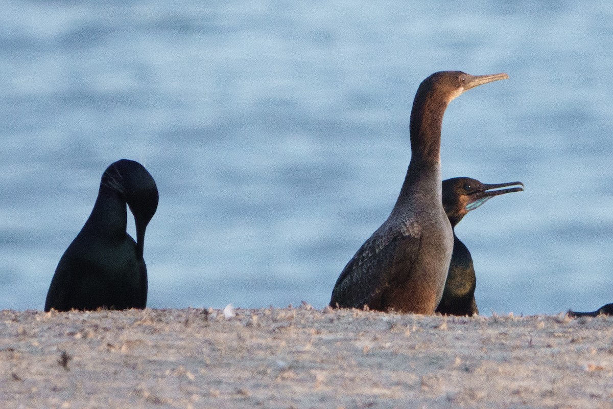 Brandt's Cormorant - ML630991969
