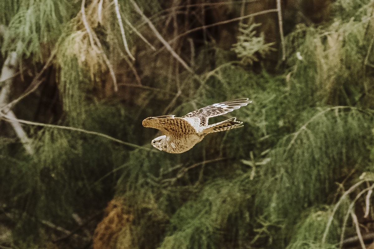 Lesser Nighthawk - ML630992137
