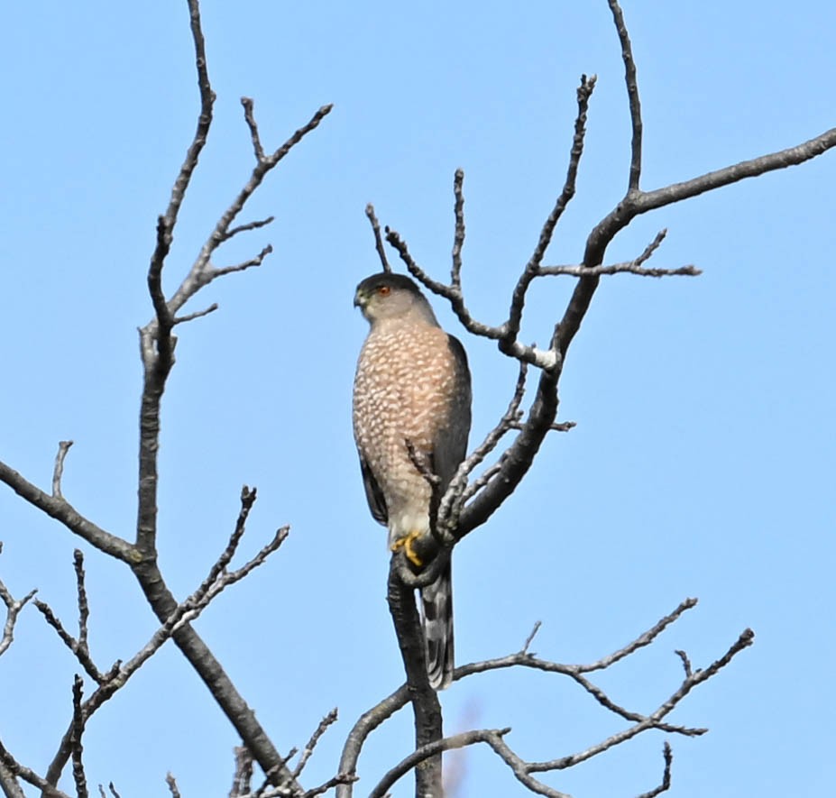 Cooper's Hawk - ML630992166