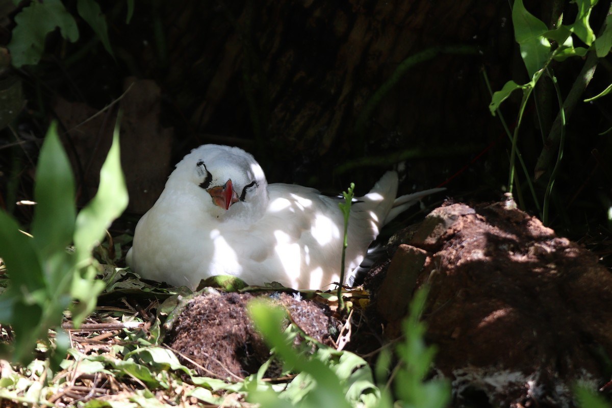 Red-tailed Tropicbird - ML630992259