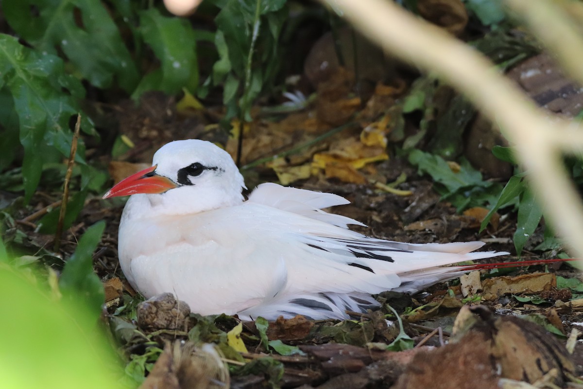 Red-tailed Tropicbird - ML630992260
