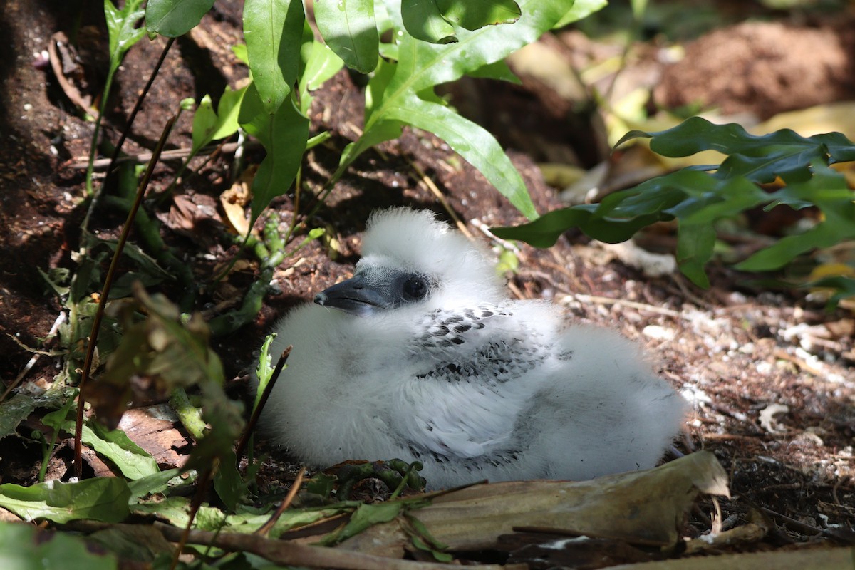 Red-tailed Tropicbird - ML630992261