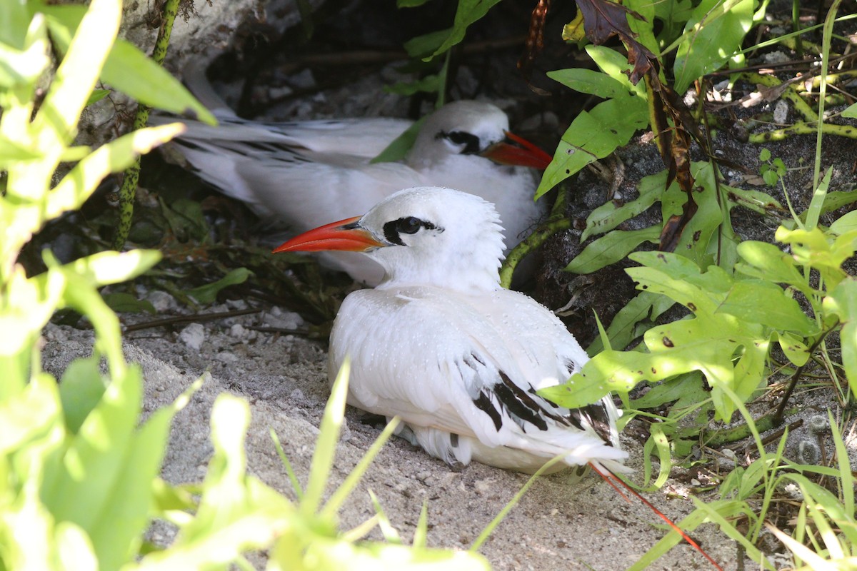 Red-tailed Tropicbird - ML630992262