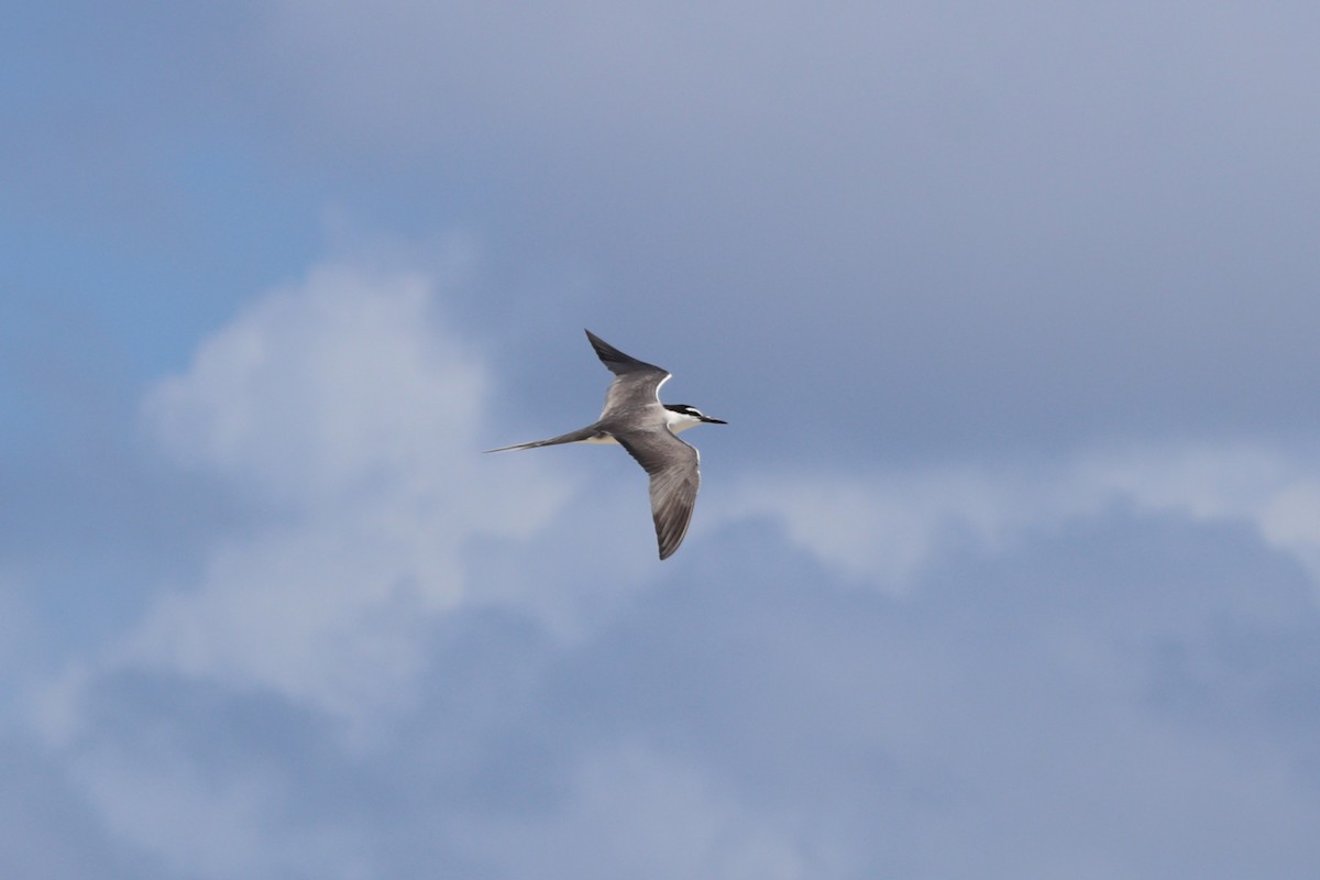 Gray-backed Tern - ML630992339