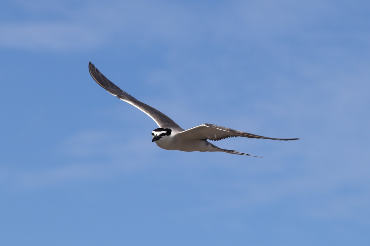 Gray-backed Tern - ML630992340