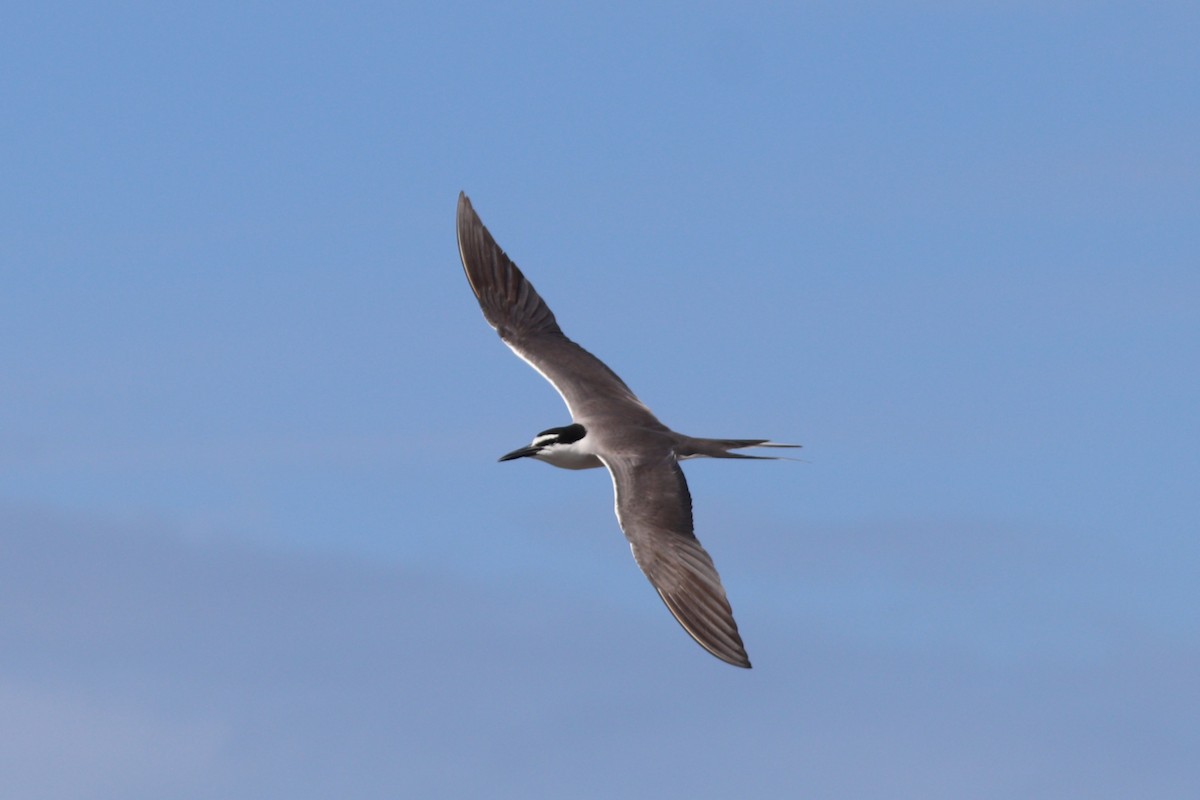 Gray-backed Tern - ML630992341