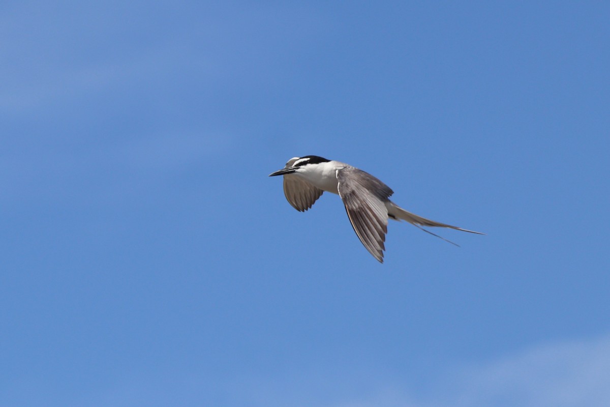 Gray-backed Tern - ML630992342
