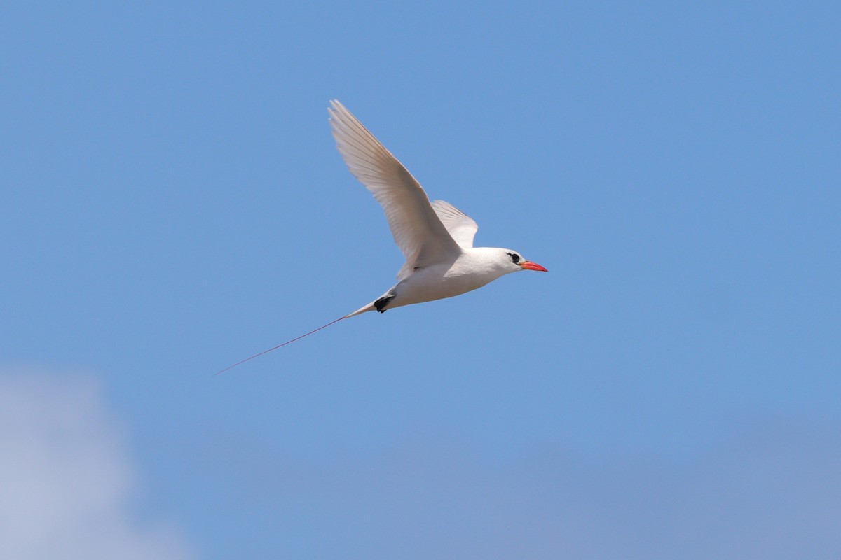 Red-tailed Tropicbird - ML630992358
