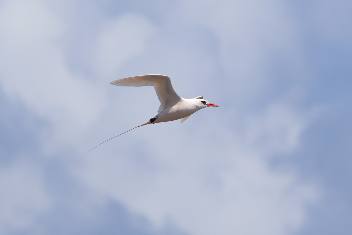 Red-tailed Tropicbird - ML630992359