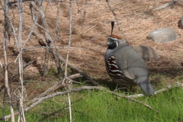 Gambel's Quail - ML630992364