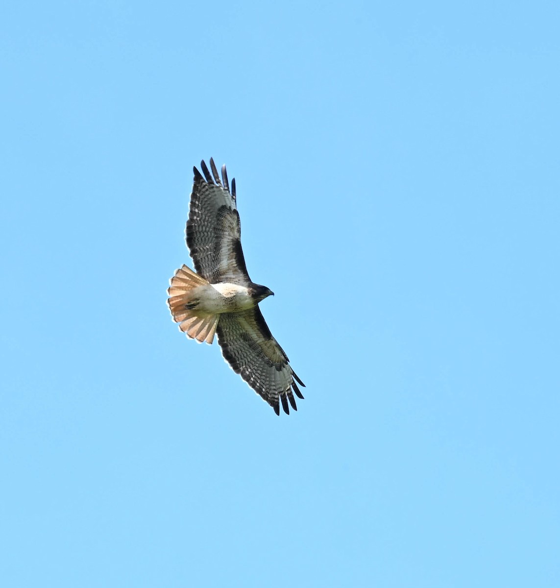 Red-tailed Hawk - ML630992369
