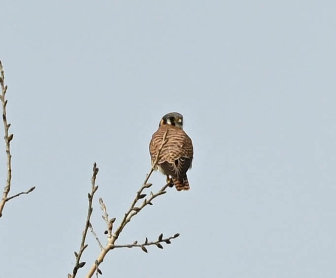 American Kestrel - ML630992420