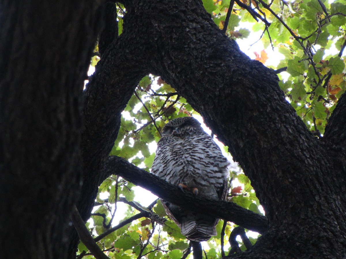 Powerful Owl - ML630992484
