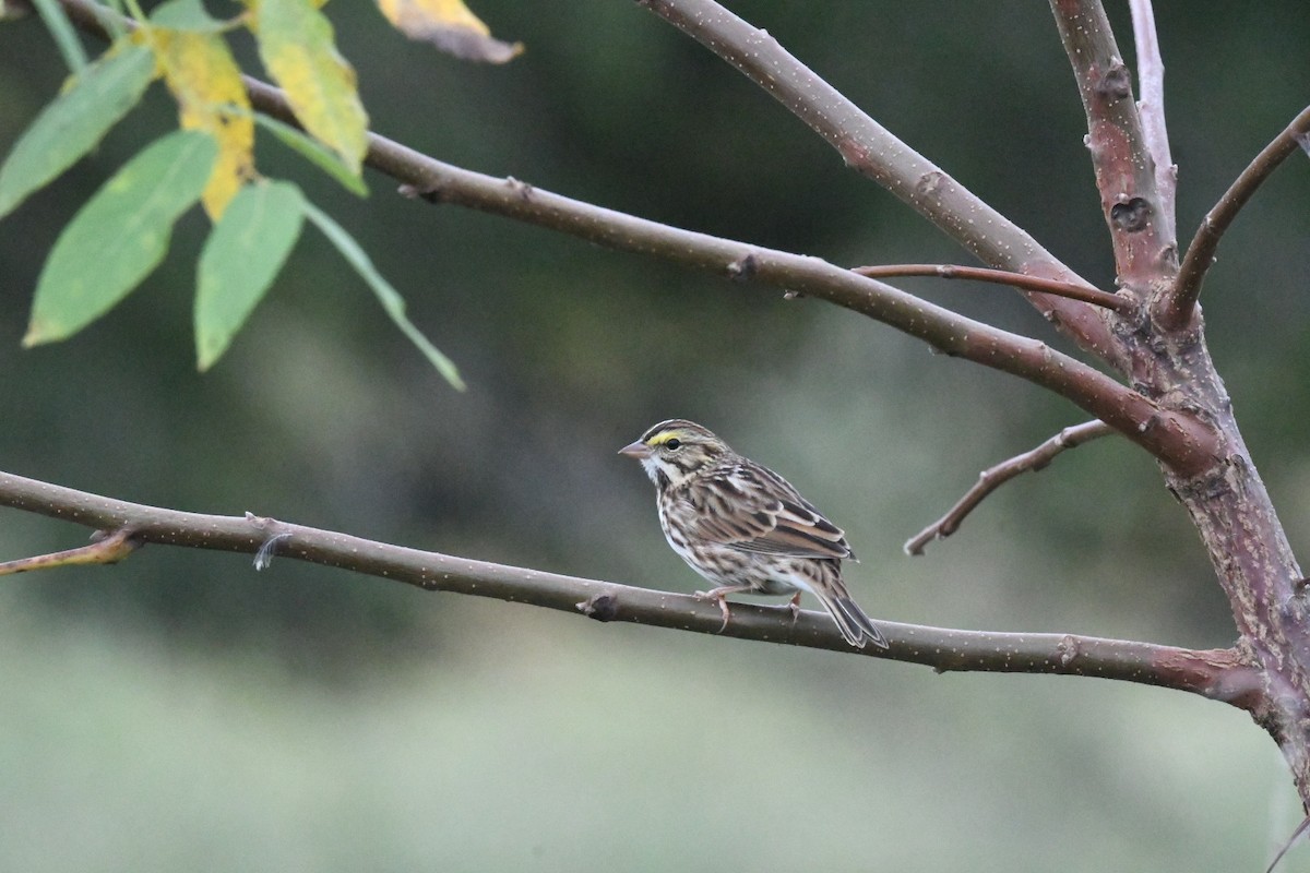 Savannah Sparrow - ML630992513