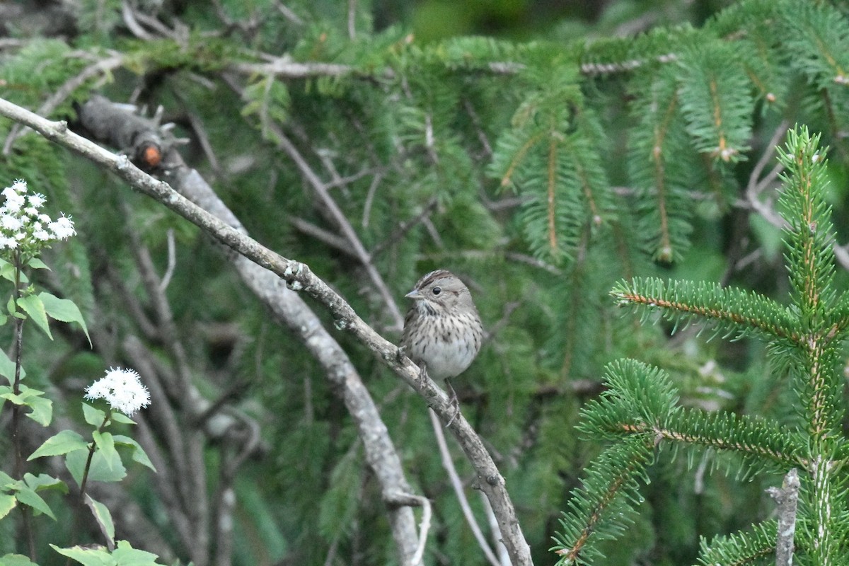 Lincoln's Sparrow - ML630992518