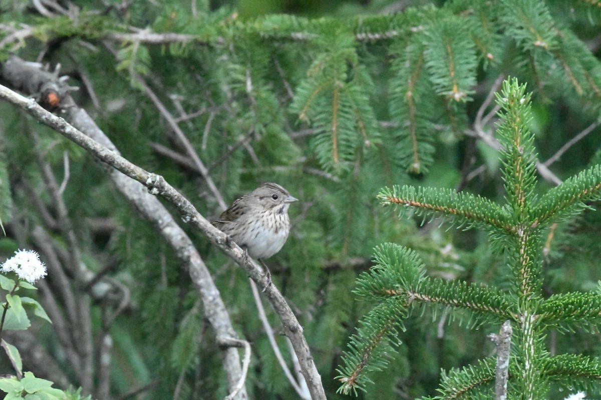Lincoln's Sparrow - ML630992519