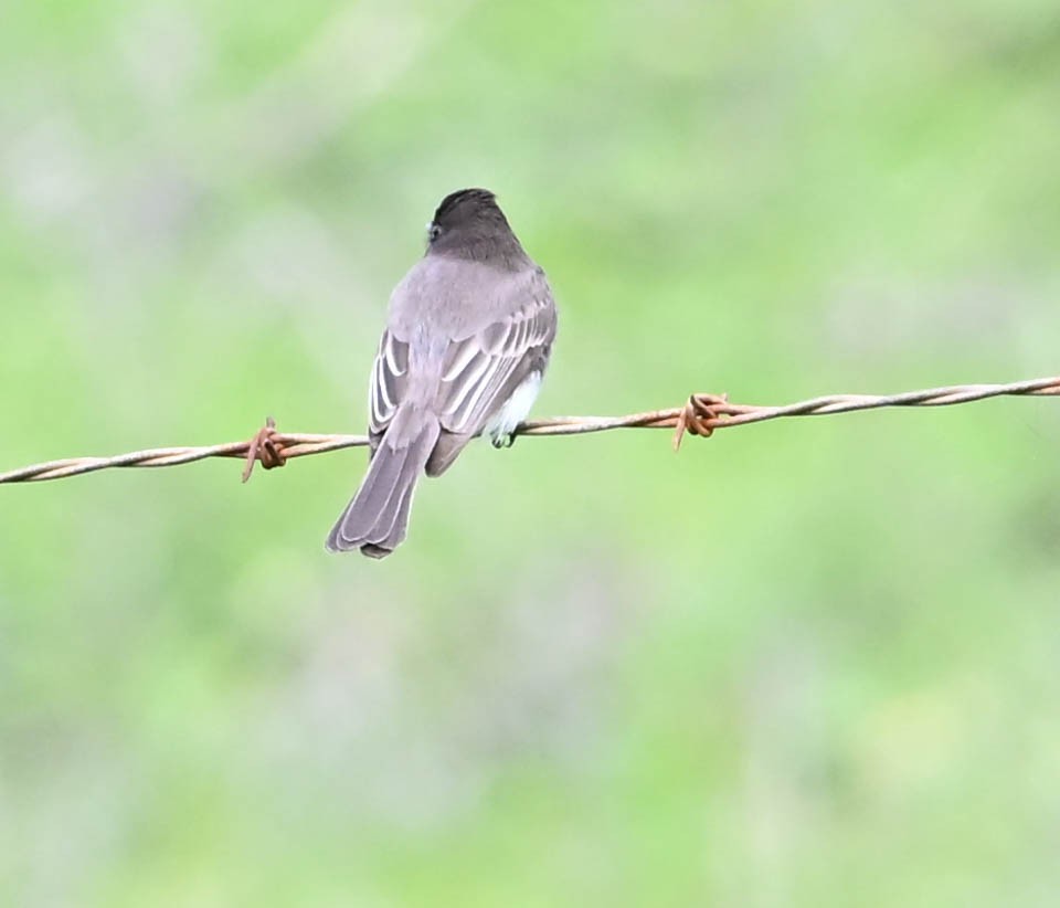 Black Phoebe - ML630992521