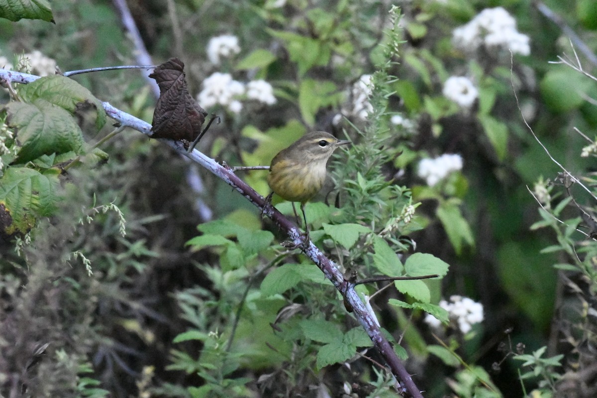 Palm Warbler - ML630992524