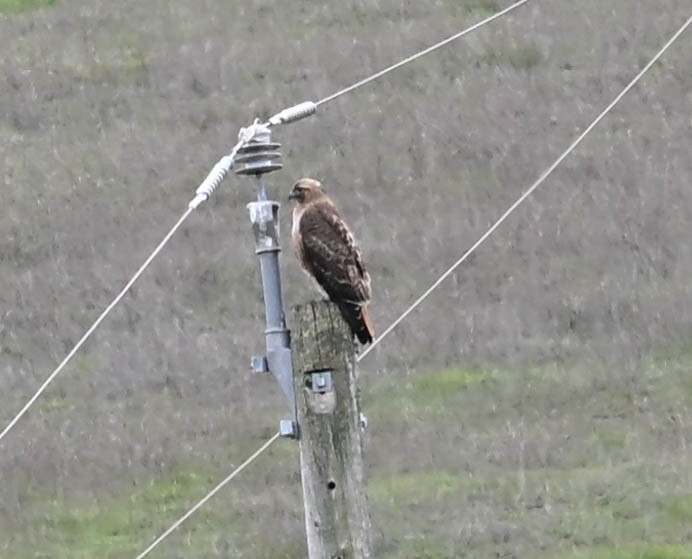 Red-tailed Hawk - ML630992630