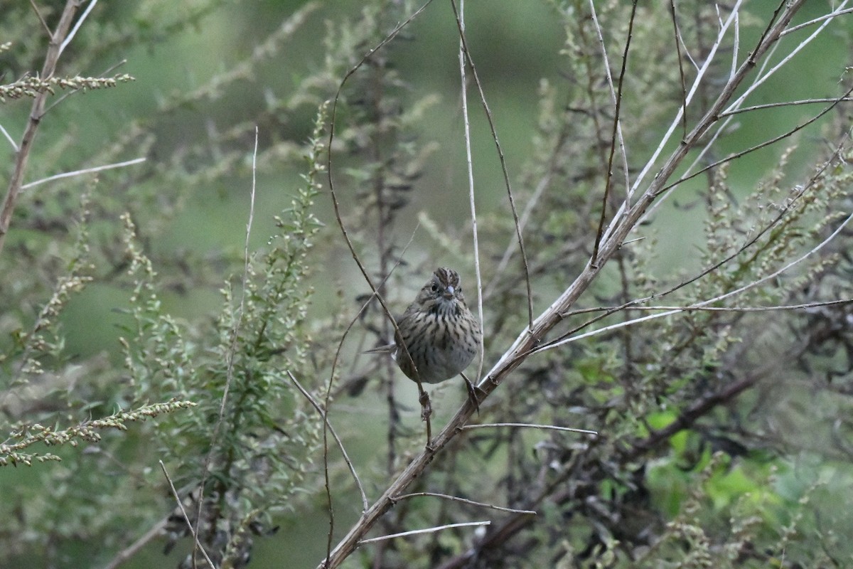 Lincoln's Sparrow - ML630992692