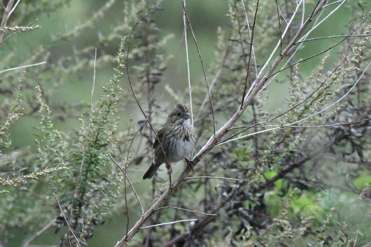 Lincoln's Sparrow - ML630992693