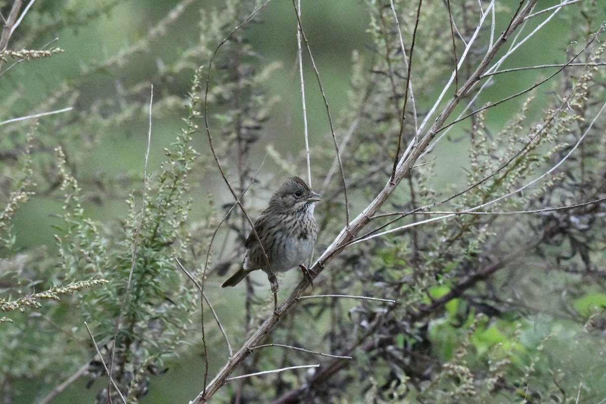 Lincoln's Sparrow - ML630992694