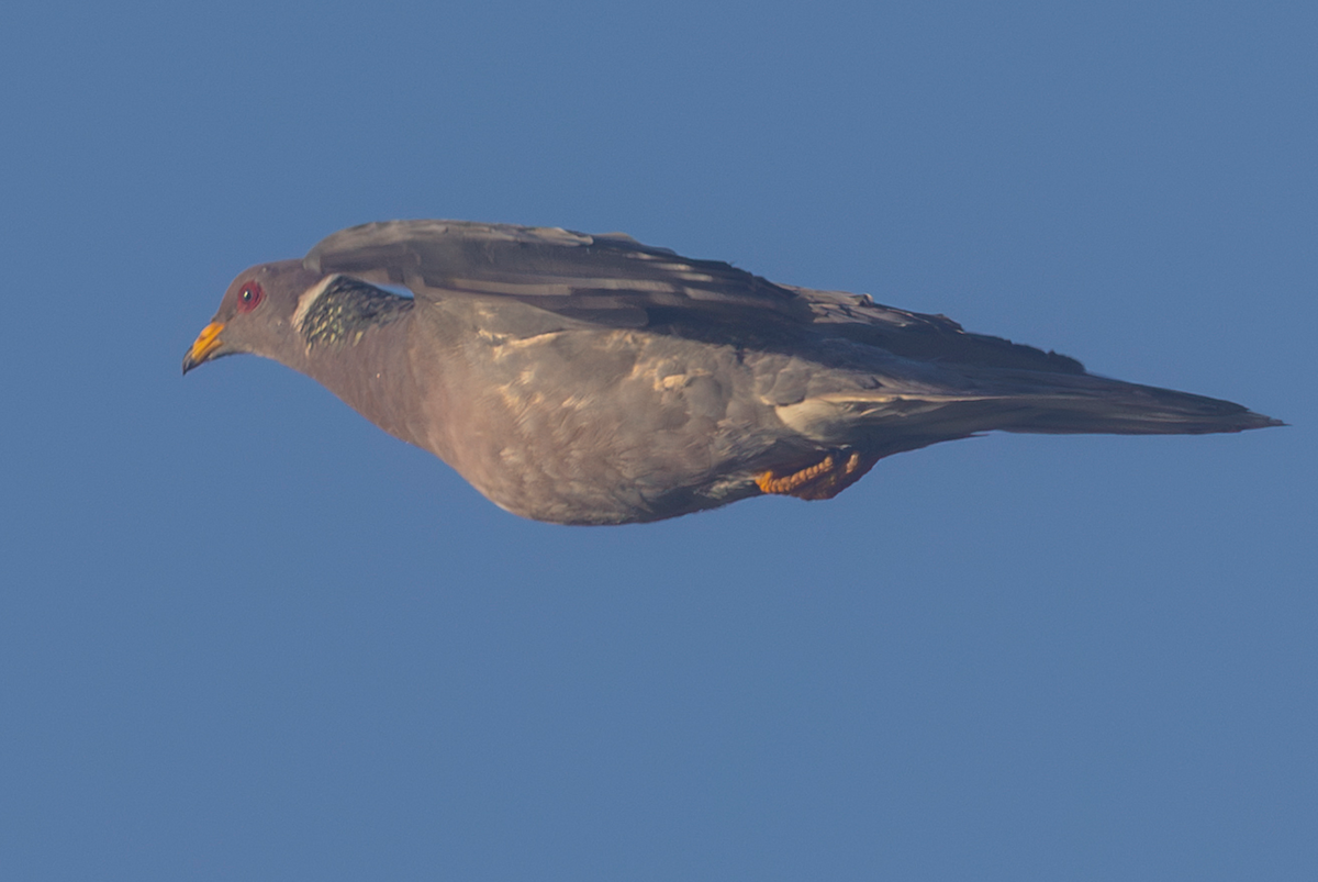 Bandtaube - ML630992900