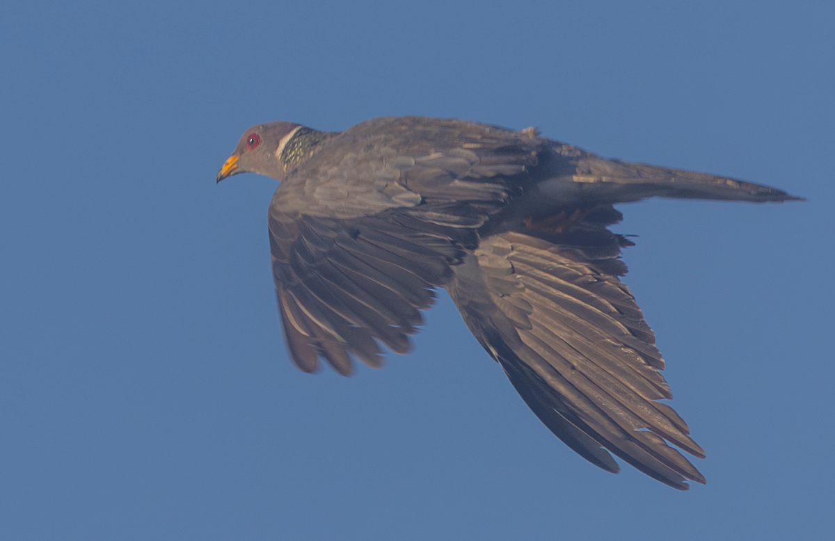 Bandtaube - ML630992901