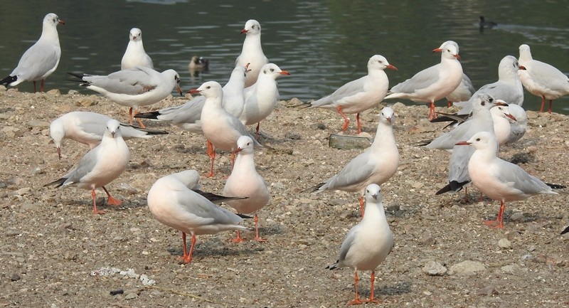 Морской голубок - ML630993021