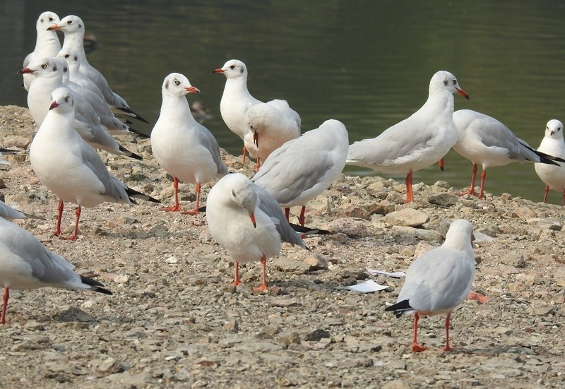 Буроголовая чайка - ML630993023