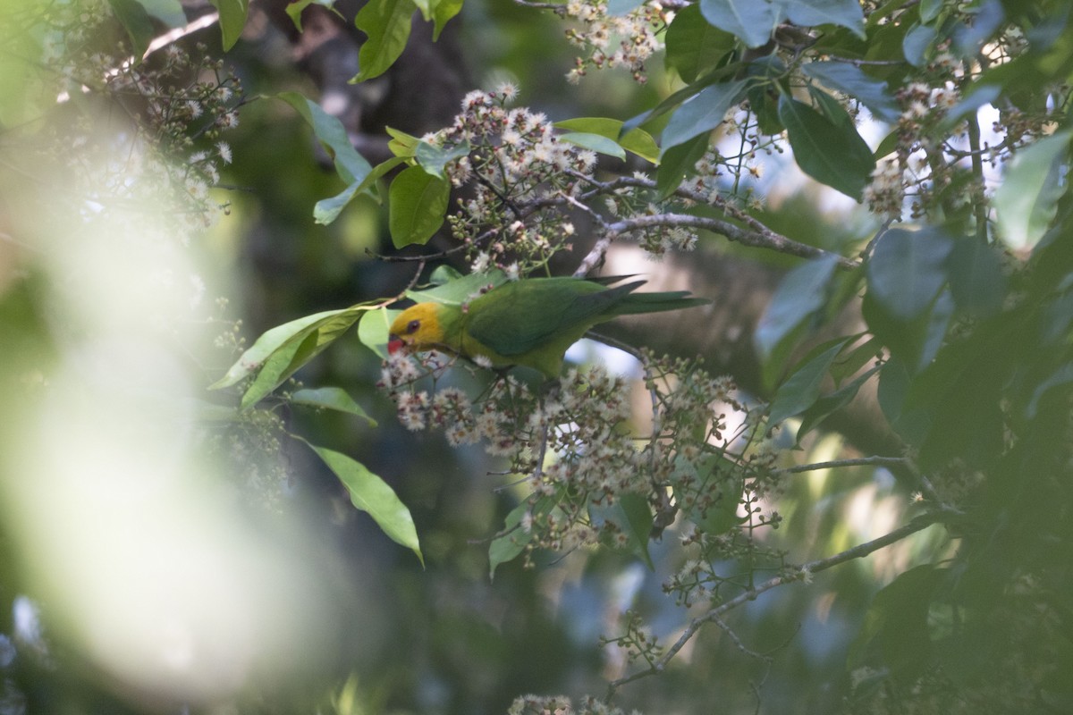 Olive-headed Lorikeet - ML630993036