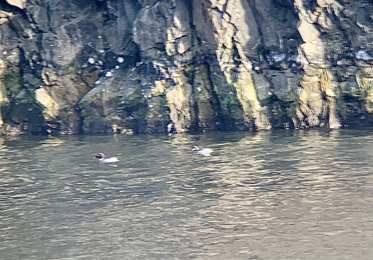 Common Goldeneye - ML630993037