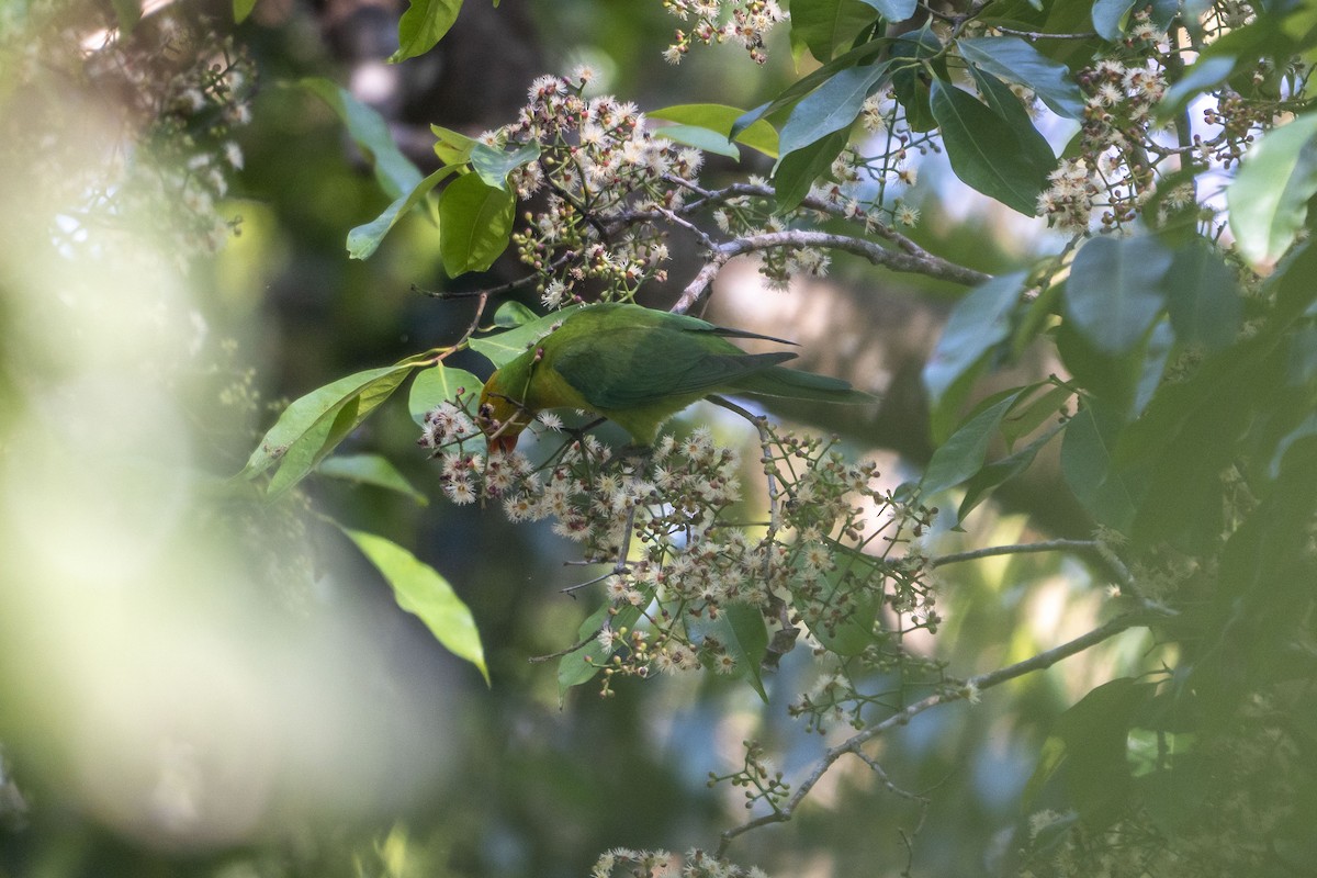 Olive-headed Lorikeet - ML630993038