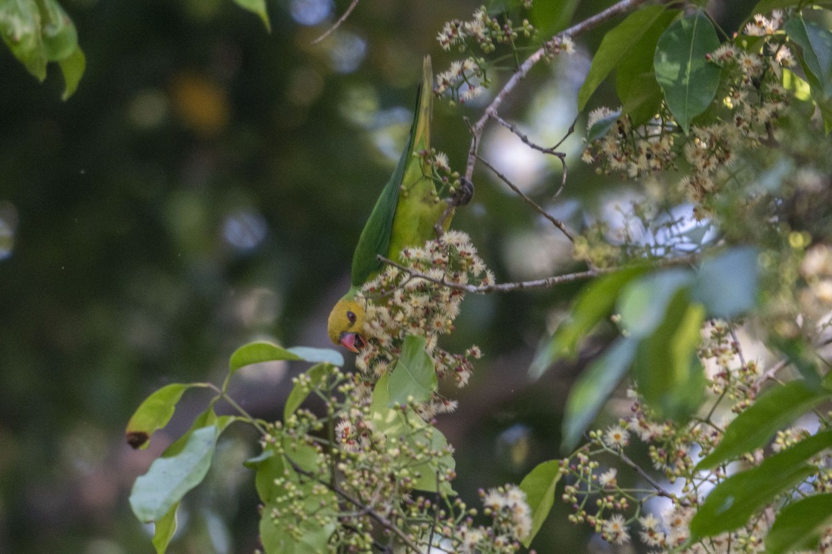 Olive-headed Lorikeet - ML630993039