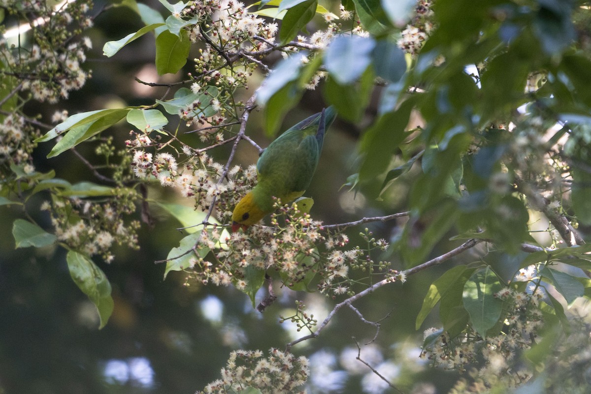 Olive-headed Lorikeet - ML630993040