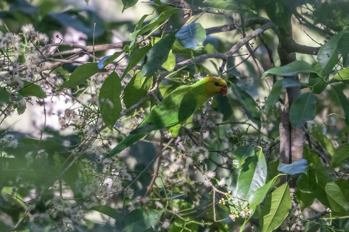 Olive-headed Lorikeet - ML630993041