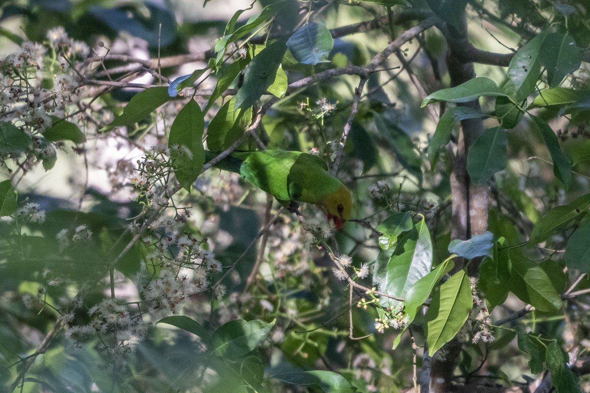 Olive-headed Lorikeet - ML630993042
