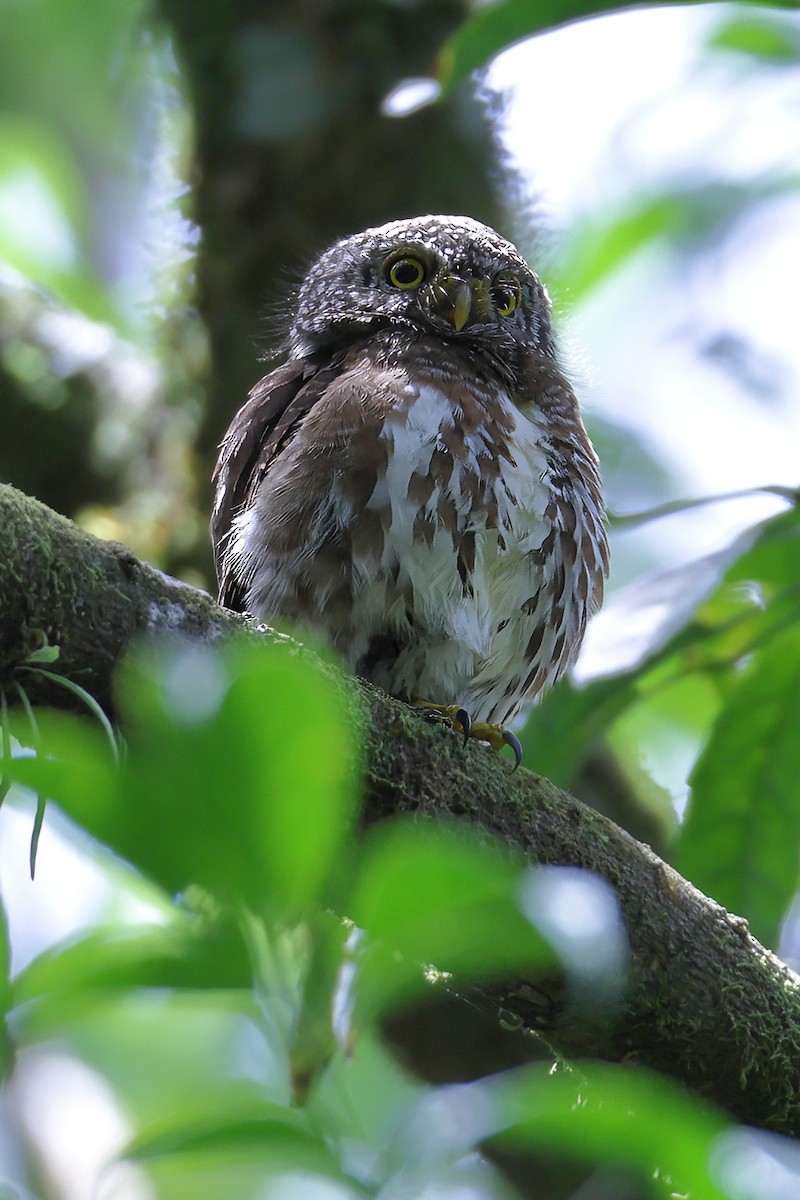 Sunda Owlet - ML630993066