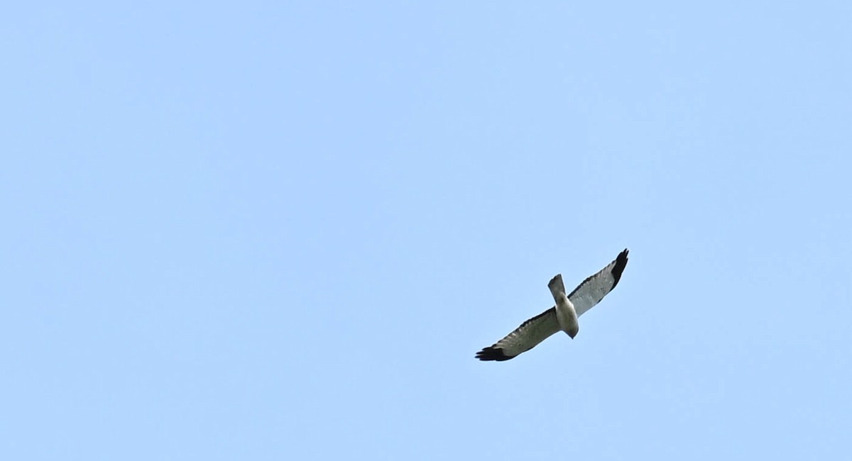 Northern Harrier - ML630993135