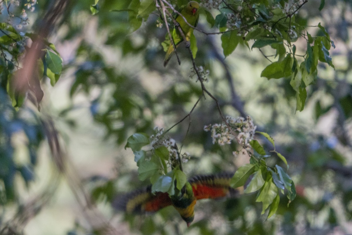Olive-headed Lorikeet - ML630993142