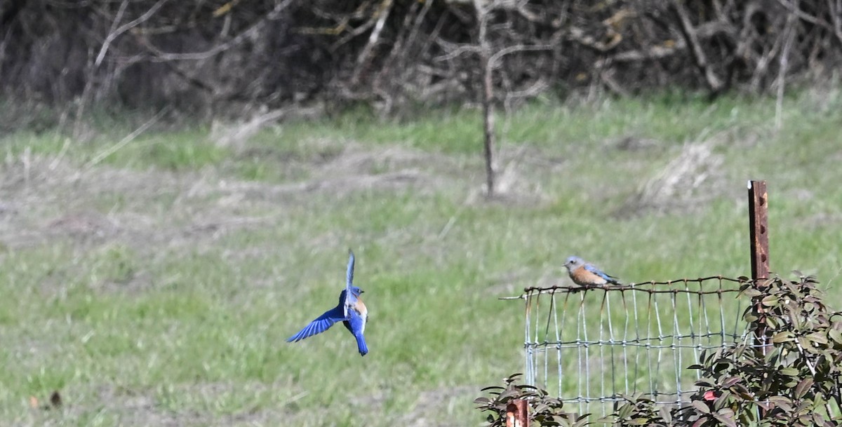 Western Bluebird - ML630993210