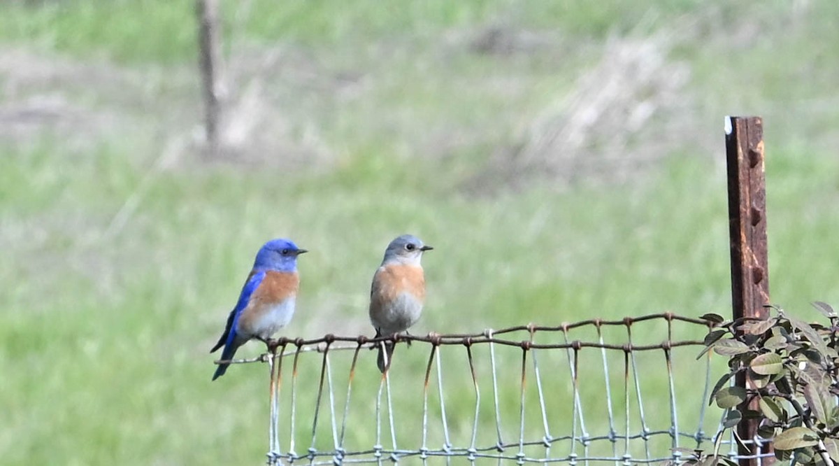 Western Bluebird - ML630993216