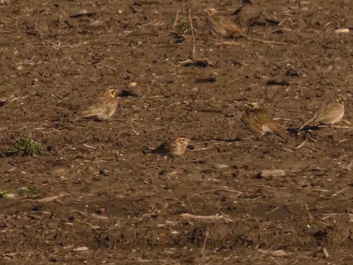 Lapland Longspur - ML630993218
